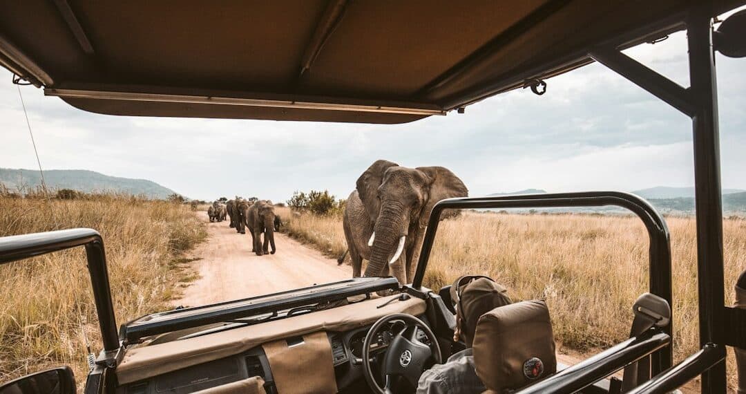 Ultra-luxury safari lodge Africa elephants — Hype Luxury