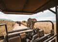 Ultra-luxury safari lodge Africa elephants — Hype Luxury